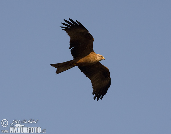 Milhafre-preto