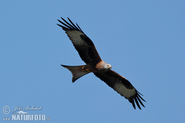 Milvus milvus