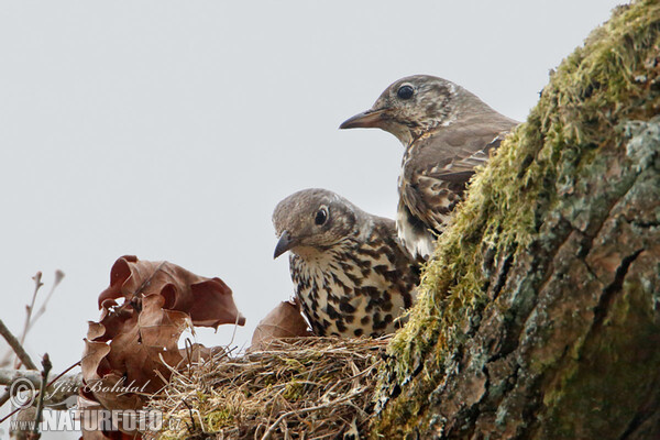 Mistle Thrush (Turdus viscivorus)