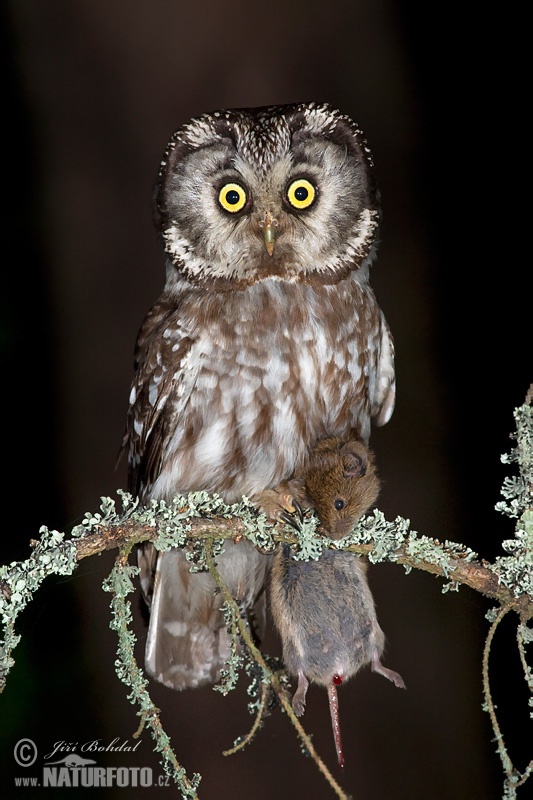 Mochuelo boreal