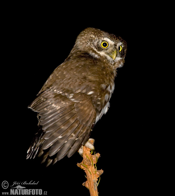 Mochuelo chico