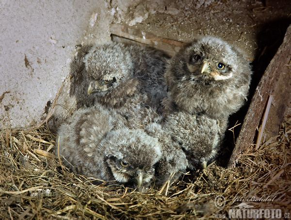 Mochuelo europeo