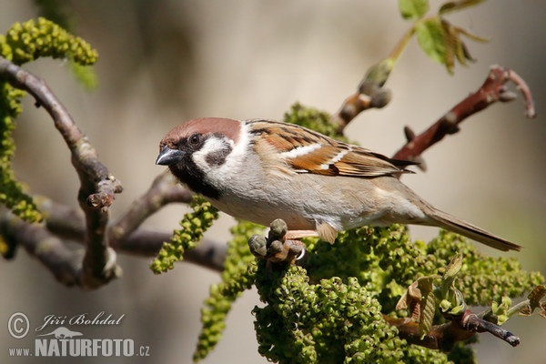 Moineau friquet