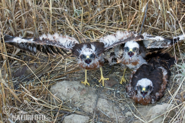 Montagu's Harrier (Circus pygargus)