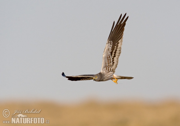 Montagu's Harrier (Circus pygargus)