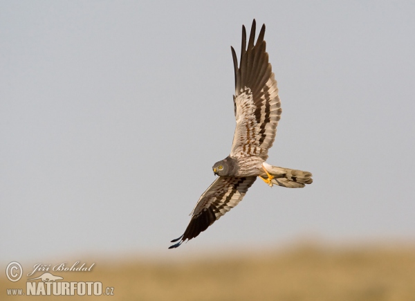 Montagu's Harrier (Circus pygargus)