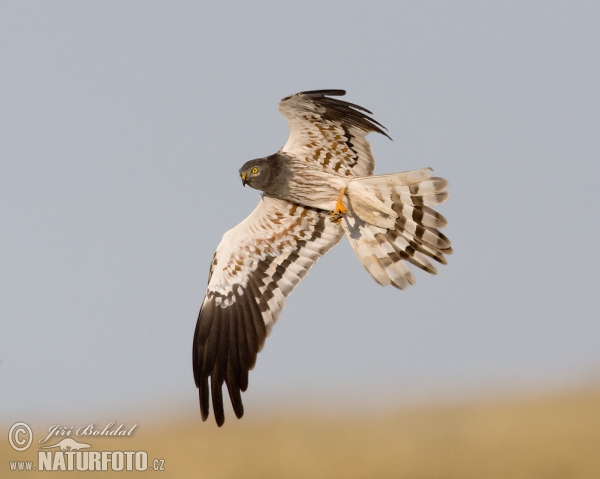 Montagu's Harrier (Circus pygargus)