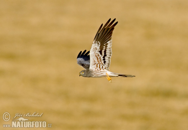 Montagu's Harrier (Circus pygargus)