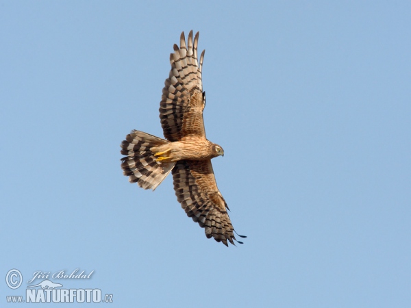 Montagu's Harrier (Circus pygargus)