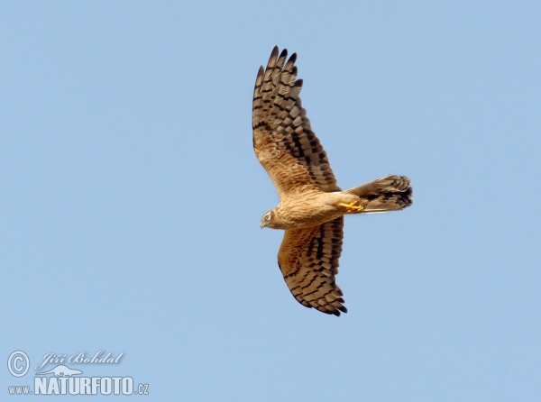 Montagu's Harrier (Circus pygargus)