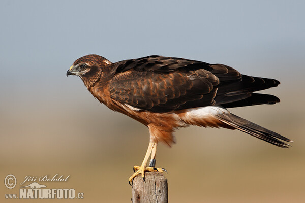 Montagu's Harrier - juv. (Circus pygargus)