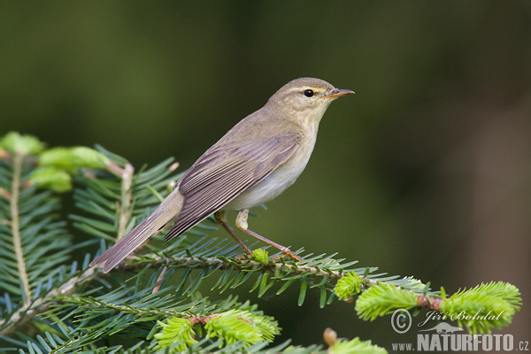 Mosquitero musical