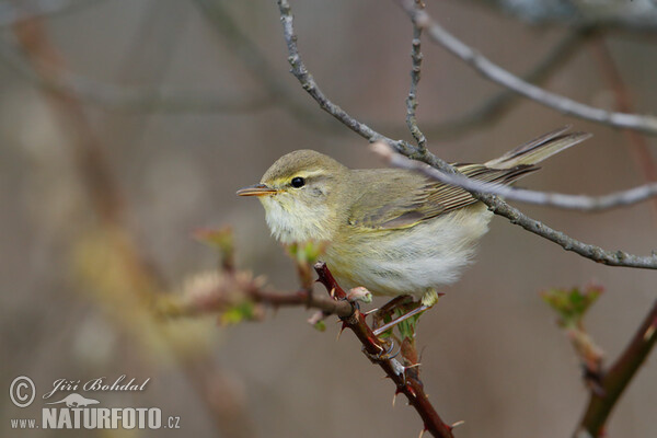 Mosquitero musical