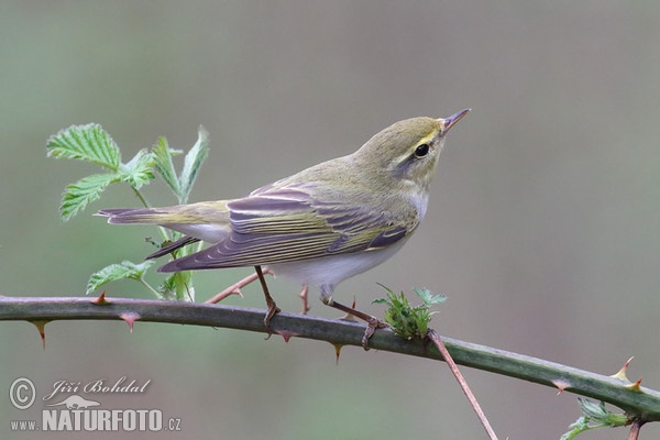 Mosquitero silbador