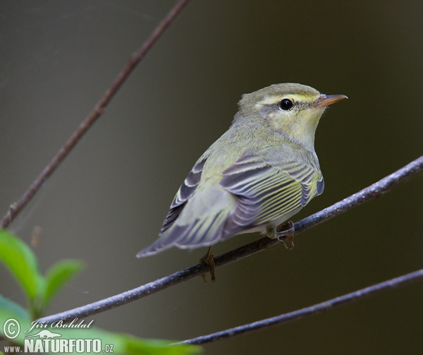 Mosquitero silbador