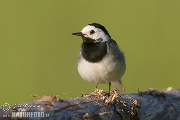 Motacilla alba