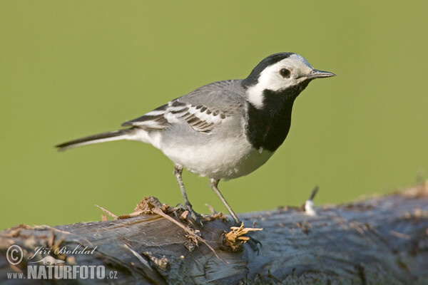 Motacilla alba