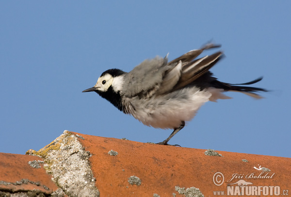 Motacilla alba