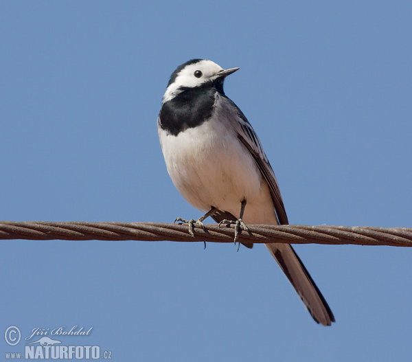 Motacilla alba