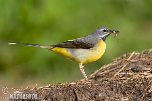 Motacilla cinerea