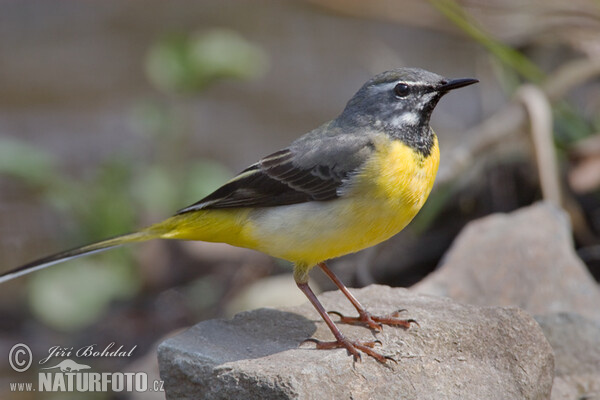 Motacilla cinerea