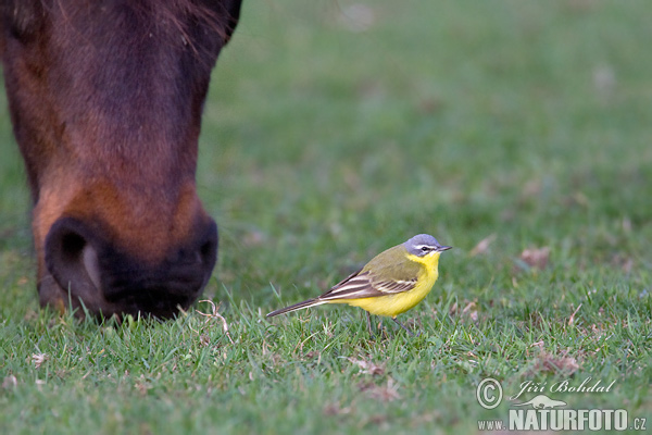 Motacilla flava