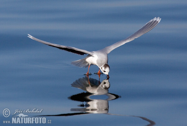 Mouette pygmée