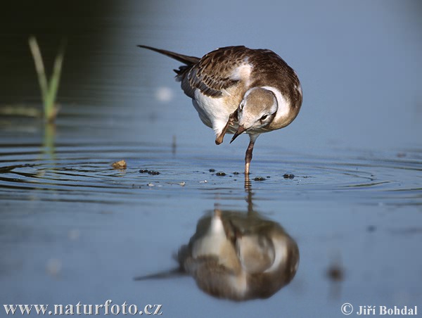 Mouette rieuse