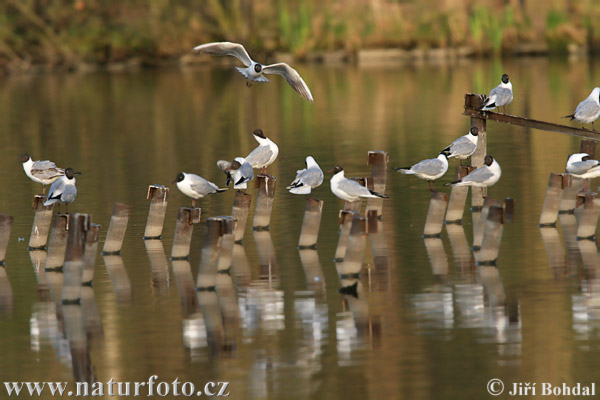 Mouette rieuse