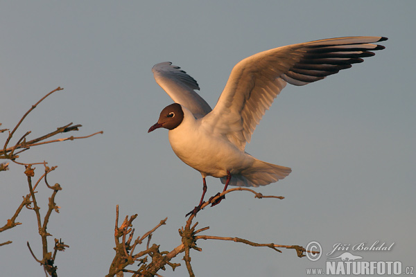 Mouette rieuse