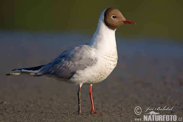 Mouette rieuse