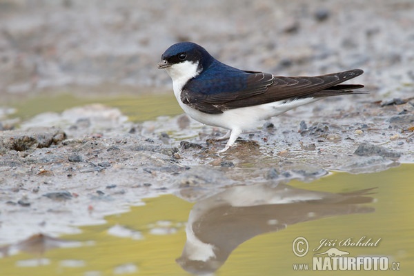Murhirundo