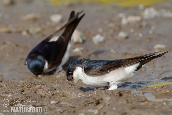 Murhirundo