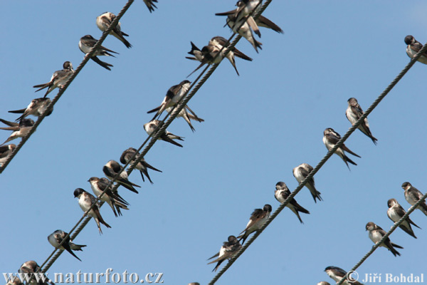 Murhirundo