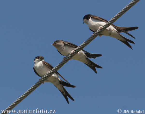 Murhirundo