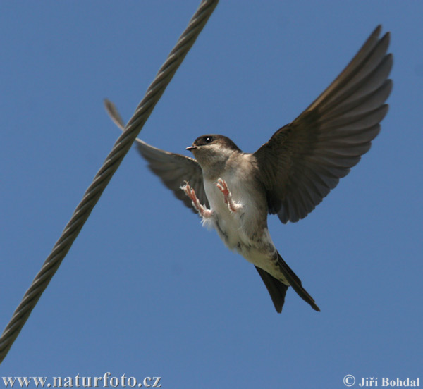 Murhirundo