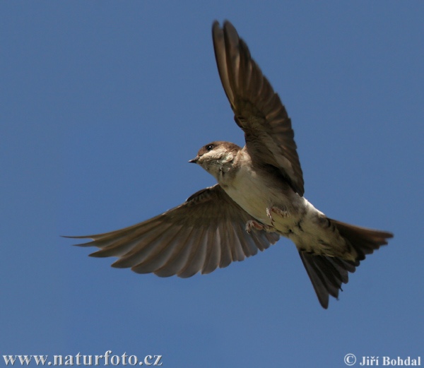 Murhirundo