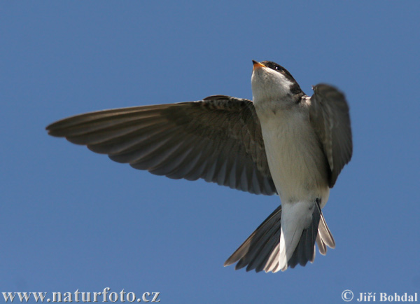 Murhirundo