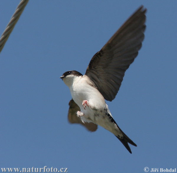 Murhirundo