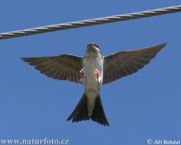 Murhirundo