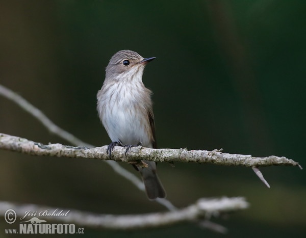 Muscicapa striata