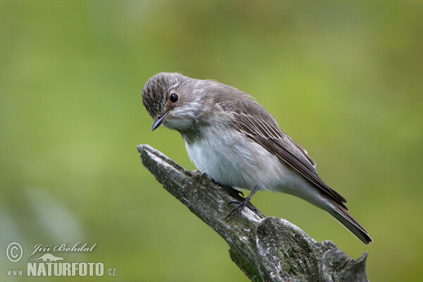 Muscicapa striata