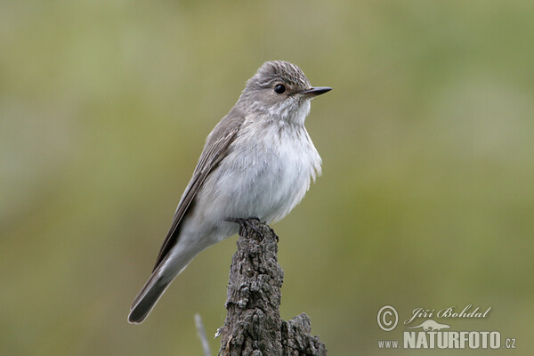 Muscicapa striata