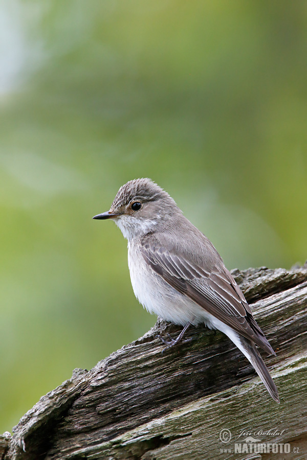 Muscicapa striata