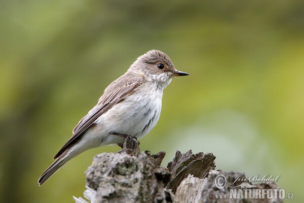 Muscicapa striata