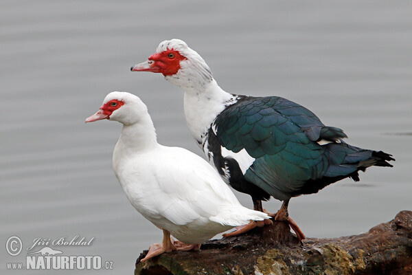 Muscovy Duck (Cairina moschata f. domestica)