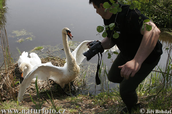 Muta cigno