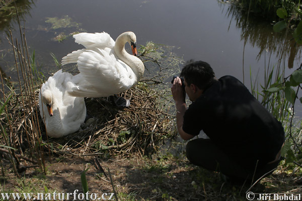 Muta cigno