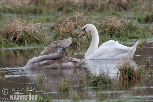 Mute Swan (Cygnus olor)