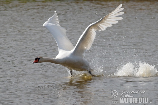 Mute Swan (Cygnus olor)